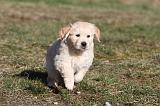 GOLDEN RETRIEVER 061